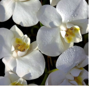 PARFUM ORCHIDÉE