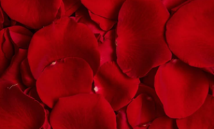 PARFUM ROSE